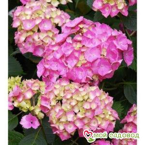 Гортензия крупнолистная Пиа (ЗКС)