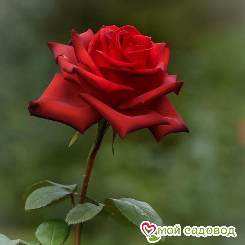 Роза Гран При