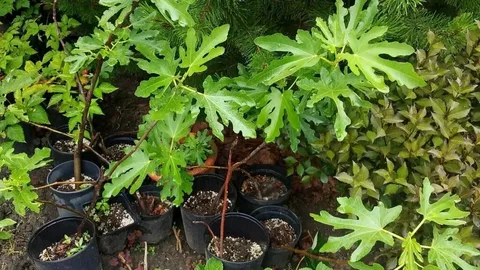 Инжир Суприм Код